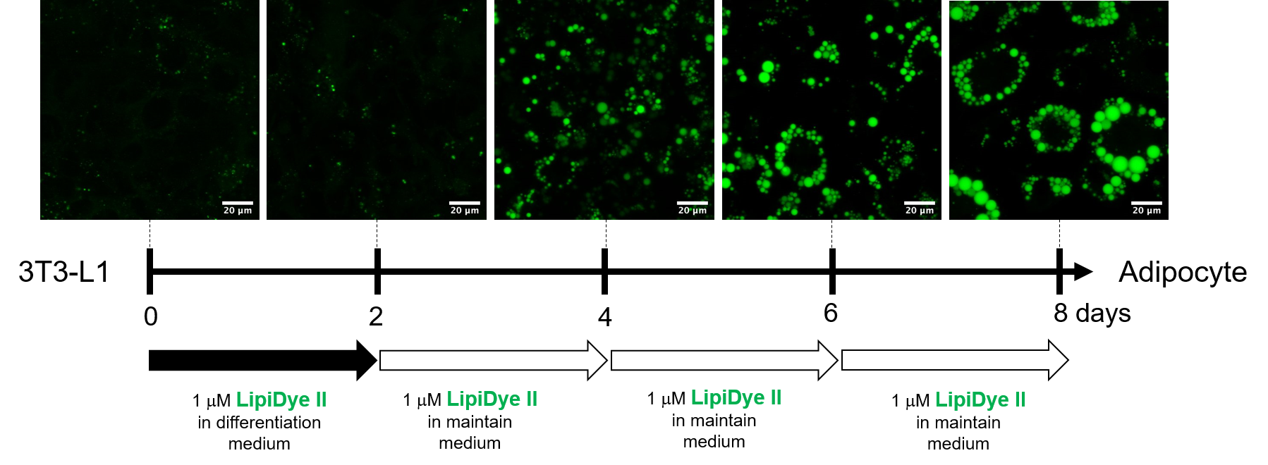 FNA-80682-data long term imaging-3.png